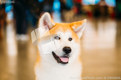 Image of Akita Dog (Akita Inu, Japanese Akita) Close Up Portrait