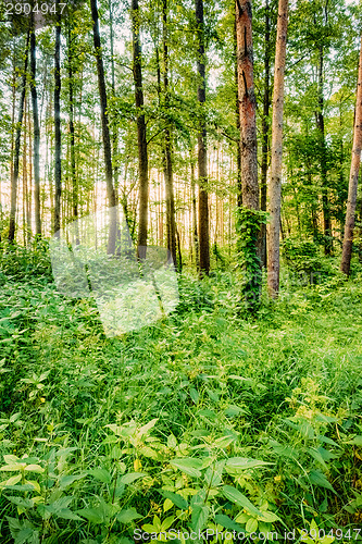 Image of Mixed Forest, Russian Nature