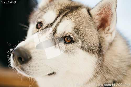 Image of Gray Adult Siberian Husky Dog (Sibirsky Husky)