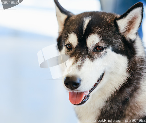 Image of Gray Adult Siberian Husky Dog (Sibirsky Husky)