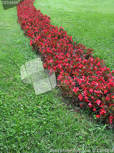 Image of Red flowers