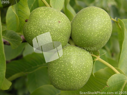 Image of walnuts