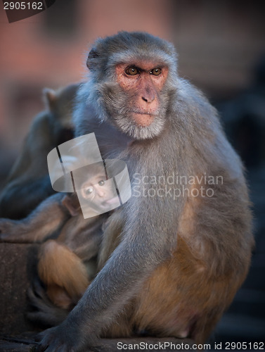 Image of Mother Rhesus macaque nursing its baby