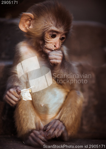 Image of Portrait of Rhesus macaque baby sitting