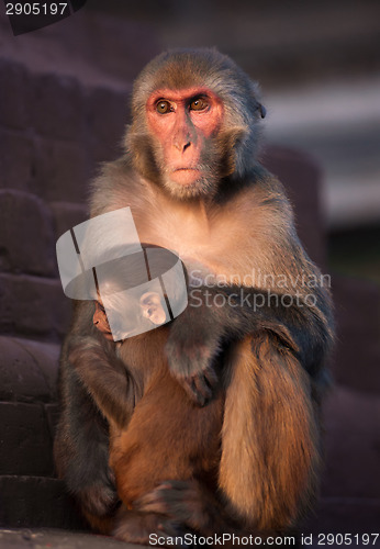 Image of Mother Rhesus macaque and its baby at sunset