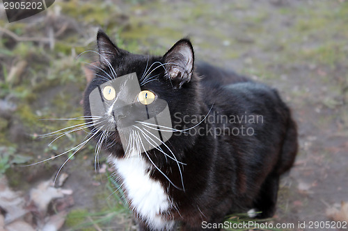 Image of black cat going for a walk