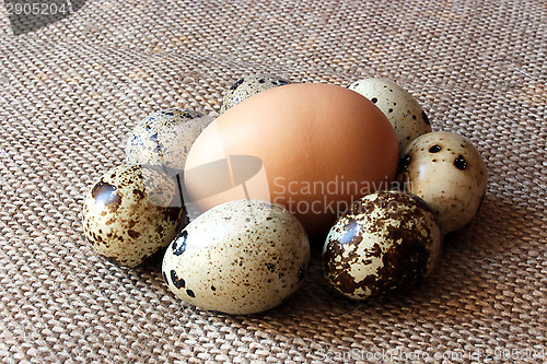Image of some eggs of the quail and one of the hen