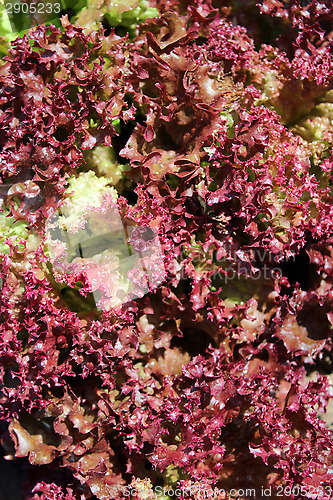 Image of Brown leaves of useful lettuce
