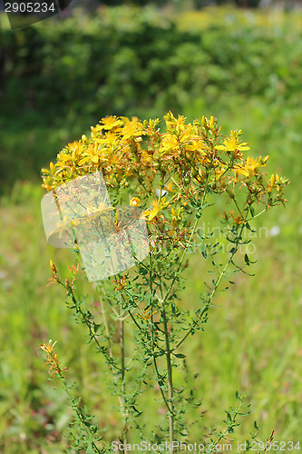 Image of Yellow beautiful flowers of St.-John's wort
