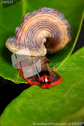 Image of snail