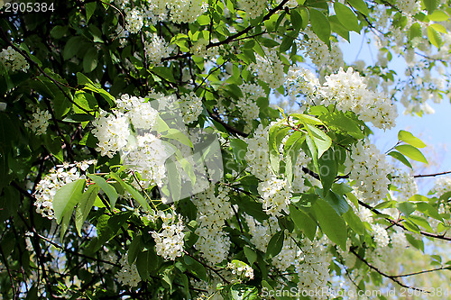 Image of big branches of bird cherry tree