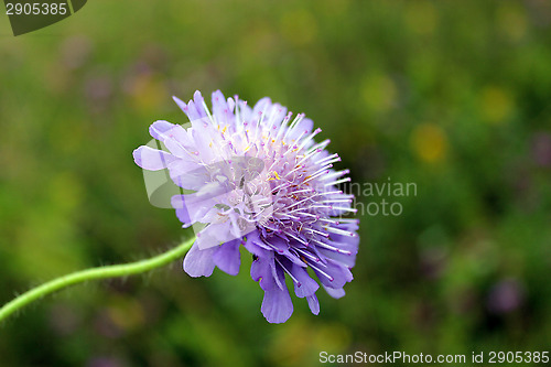 Image of beautiful pink meadow flower