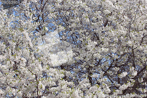 Image of branch of blossoming cherry
