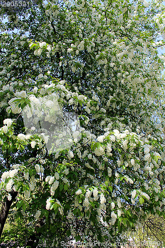 Image of big branches of bird cherry tree