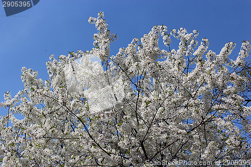 Image of branch of blossoming cherry
