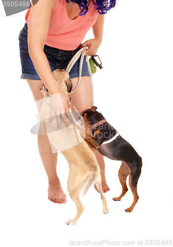 Image of Woman patting her dog's.