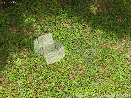 Image of Meadow grass