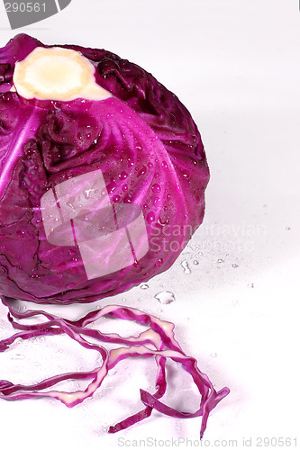 Image of fresh purple cabbage