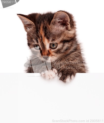 Image of Cute kitten