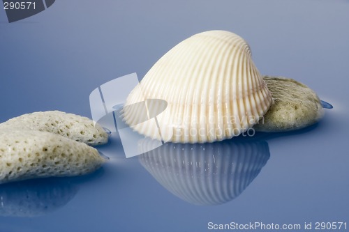 Image of Coral and sea shell

