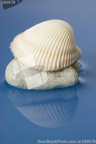 Image of Sea shell

