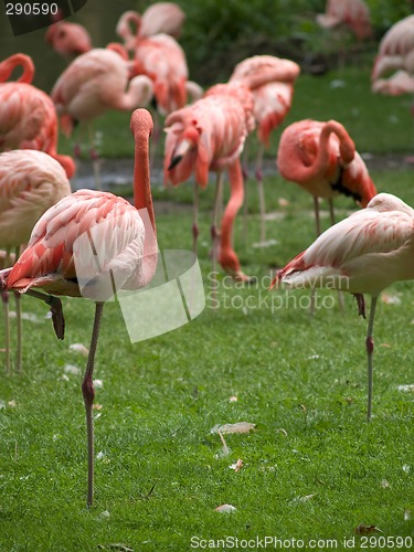 Image of Flamingo