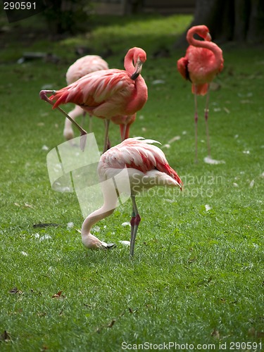 Image of Flamingos