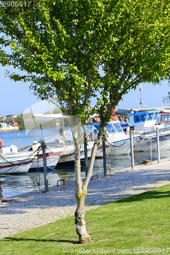 Image of Tree on the foreground and boats on background