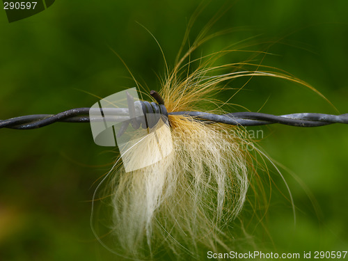 Image of barbed wire