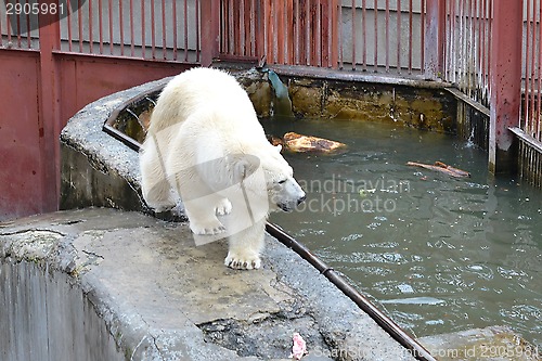 Image of The polar bear goes at the pool in a zoo of Yekaterinburg.