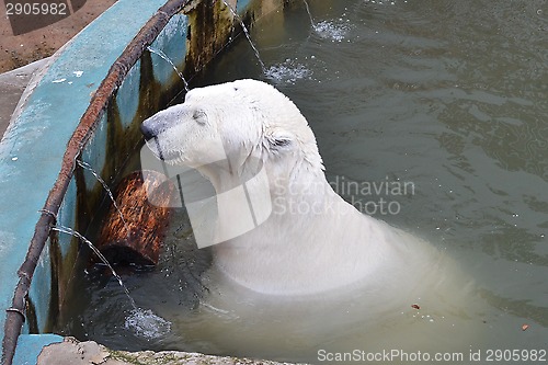 Image of The polar bear swims in the zoo pool in Yekaterinburg.
