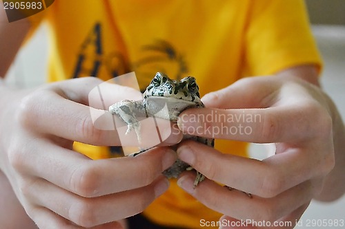 Image of Green toad in hands. Lives in the Anapa region of Krasnodar Krai
