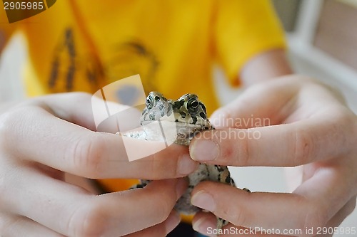 Image of Green toad in hands. Lives in the Anapa region of Krasnodar Krai