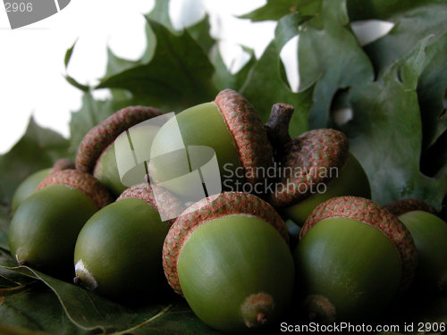 Image of acorns