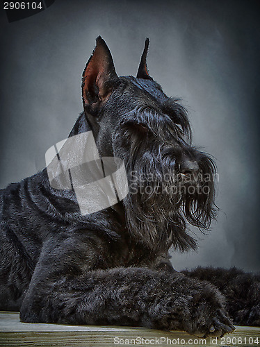 Image of Black Giant Schnauzer dog