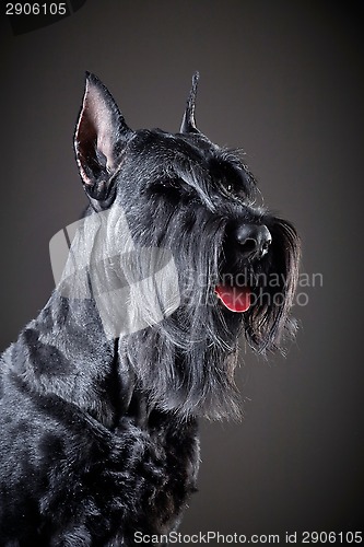 Image of Black Giant Schnauzer dog