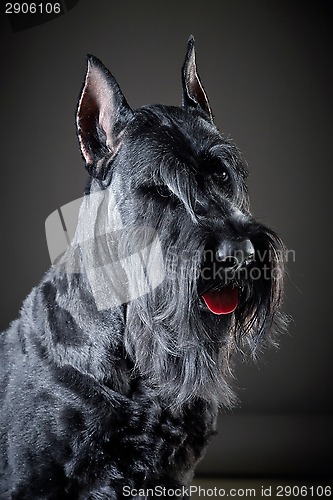 Image of Black Giant Schnauzer dog