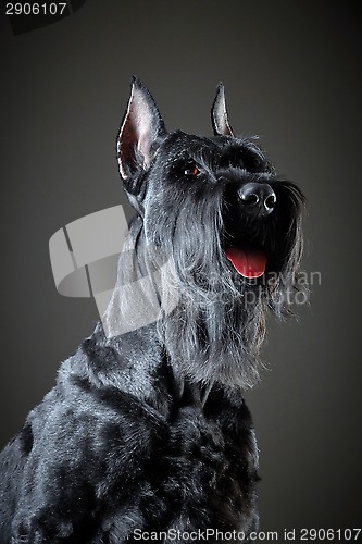 Image of Black Giant Schnauzer dog