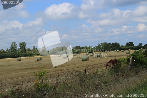 Image of A freshly rolled and wrapped hay bales 2