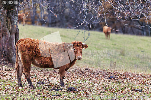 Image of Cattle