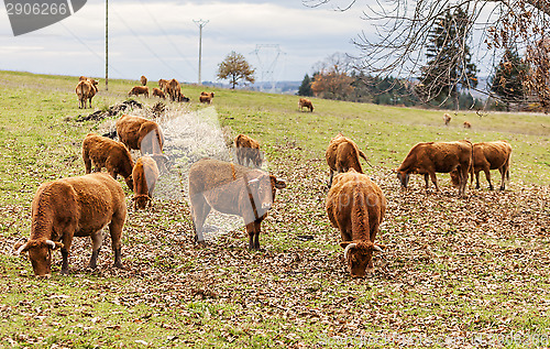 Image of Salers Cattles Grazing