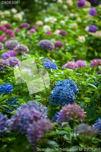 Image of color hydrangea flowers in garden