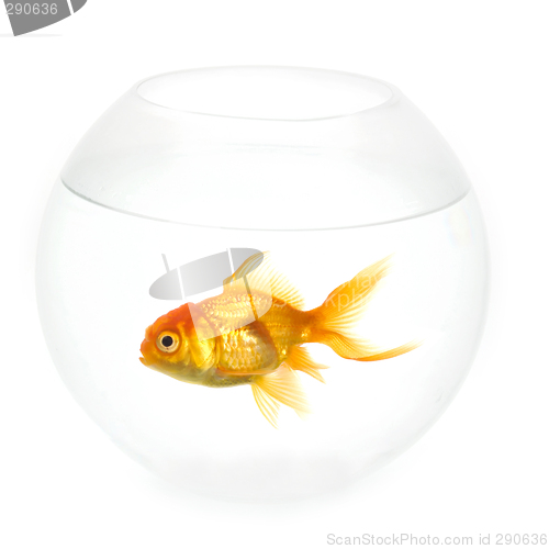 Image of Goldfish in a bowl