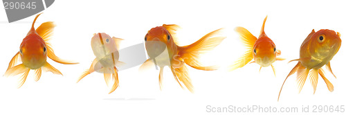 Image of Goldfish lokking