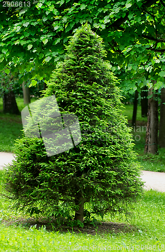 Image of Trapezoidal Spruce