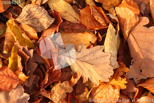 Image of Fallen leaves