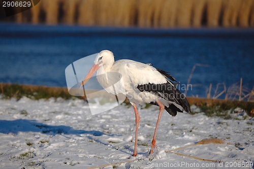 Image of Stork in Winter