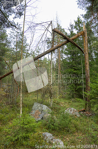 Image of Broken tree