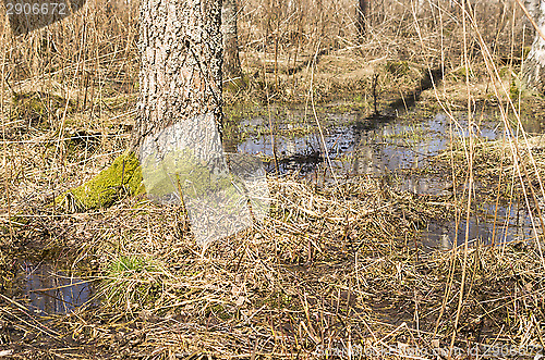 Image of Spring in the forest