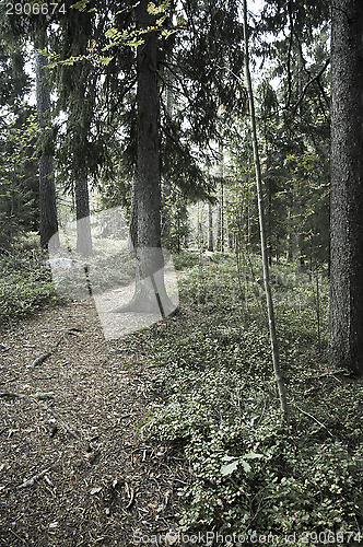 Image of Forest trail